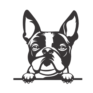 Boston Terrier