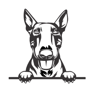 Bull Terrier