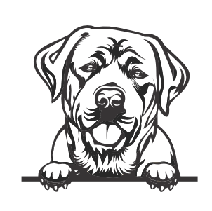 Labrador