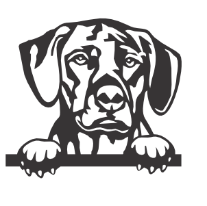 Rhodesian Ridgeback