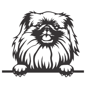 Pekingese