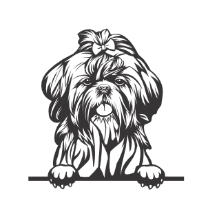 Shihtzu