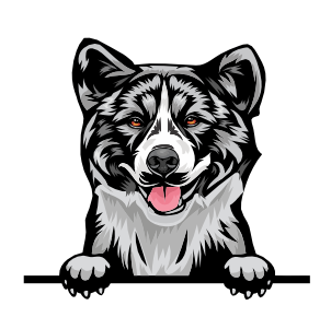 Akita