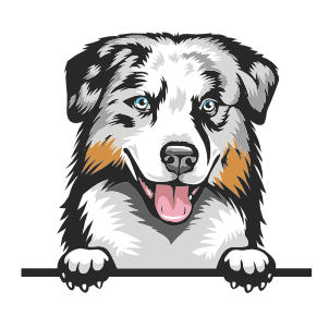 Australian Sheep Dog