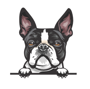 Boston Terrier