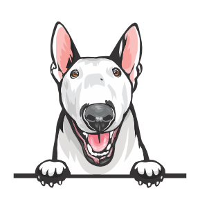 Bull Terrier