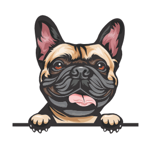 French Bull Dog