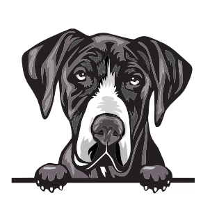 Great Dane