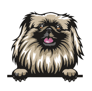 Pekingese