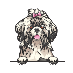 Shihtzu