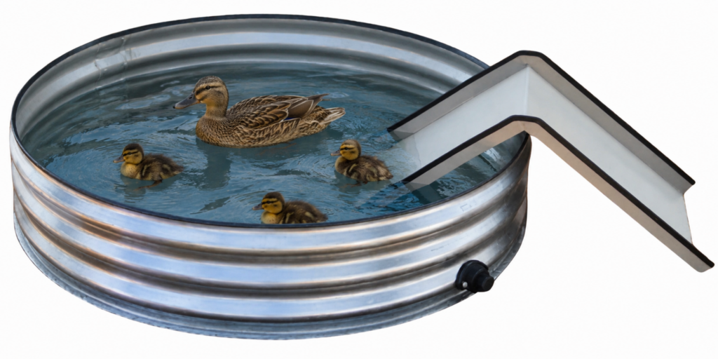 duck pond